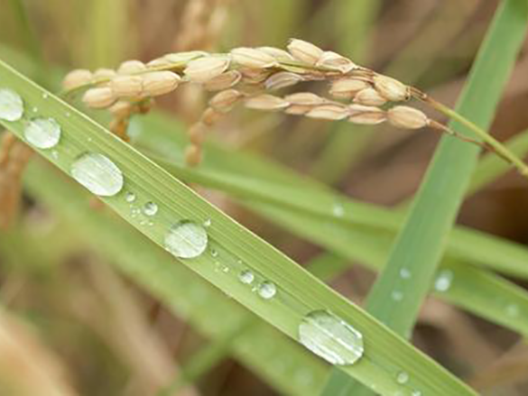 水稻种植技术应用要点