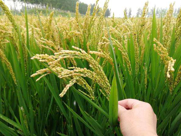 怎样提高水稻磷肥施用效果？