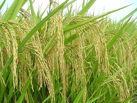 水稻烂种原因是啥？又该怎样防治？