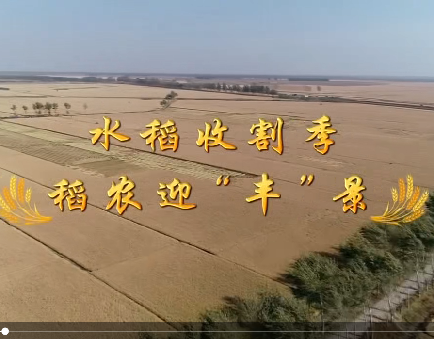 水稻收割季，稻农迎“丰”景